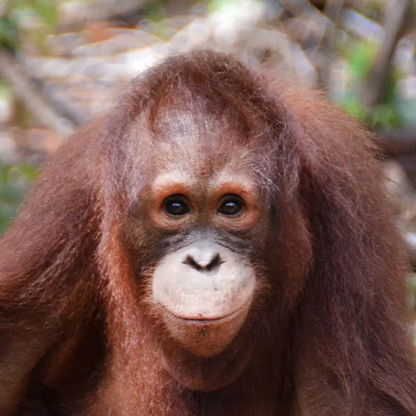 visit orangutan sanctuary borneo