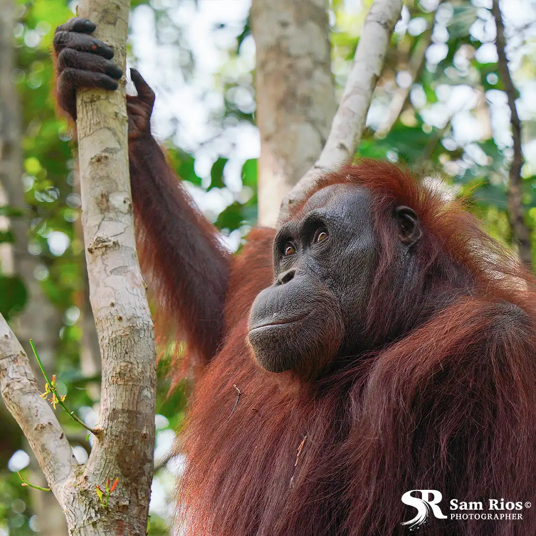 BOS wildlife oranguan SamRios