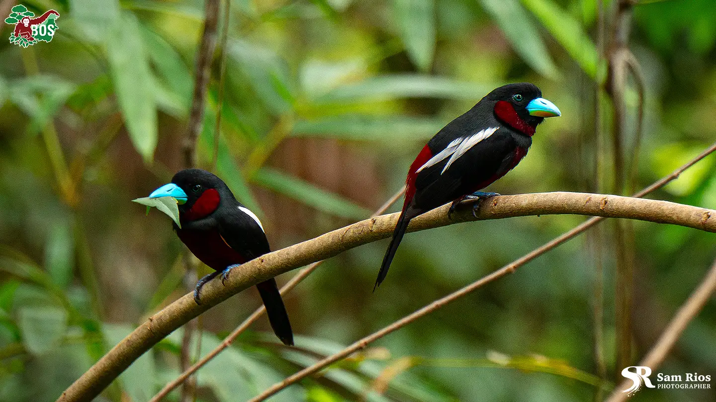 BOS-broadbill-header-SamRios